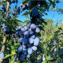 Слива "Стенлей"