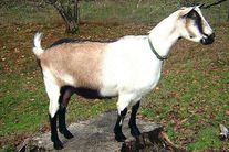 Коза Альпийская молочная