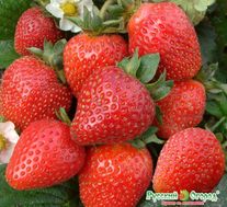 Семена Земляника ремонтантная F1 Фреска 10 штук семян Русский Огород