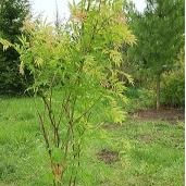 Рябинолистник