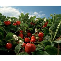 Земляника ранняя