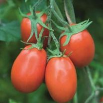 Томат "Торквей"