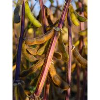 Соя (Glycine max (L.) Merr) ЭН ПРОТОН ®