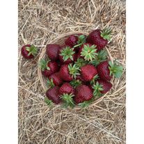 Клубника голландская поздняя "Мальвина"