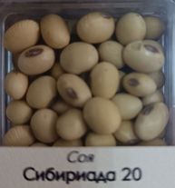 Соя Сибириада ПР-3