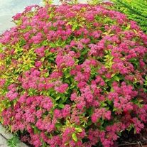 Спирея японская, Голдфлейм (3лет)