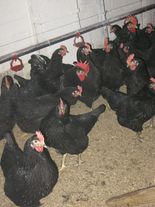 Инкубационное яйцо "Панциревская черная"