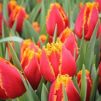 Тюльпан "Дэвенпорт"