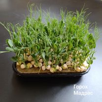 Горох в боксе для ресторанов