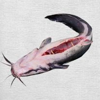 Кларий угревидный (сом мраморный)