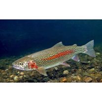 Радужная форель