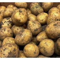 Картофель "Гала" мелкий