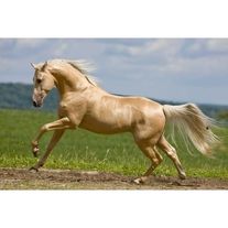 Лошади Башкирской породы