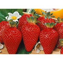 Клубника сорт "Азия"