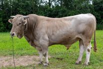 Семя быка Счёт 94