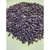 Семена подсолнечника Санмарин 421 под экспресс