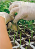 Подвой Бауман F1