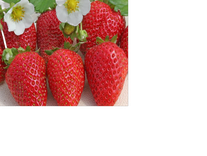 Клубника "Альба"