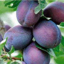 Слива "Кабардинская ранняя"