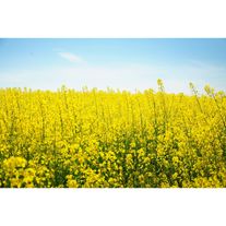 Рапс "Фаворит"