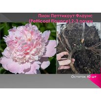 Пион молочноцветковый Петтикоут Флаунс (корень)
