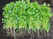 Кориандр (кинза) Коммандер