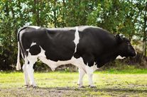 Семя быка Уголок 460