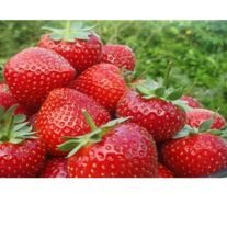 Клубника сорт "Мурано"