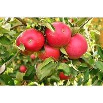 Яблоко "Ред Айдаред"