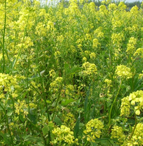 Горчица белая Несортовая