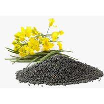 Семена рапса озимого ВНИИМК, сорт Лорис