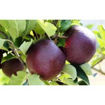 Яблоки Черный принц