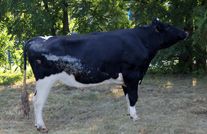 БОНУС NL 568487660