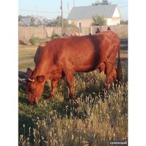 КРС (коровы) красная-степная