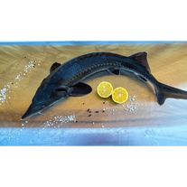 Живой осетр