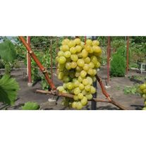 Виноград "Августин"