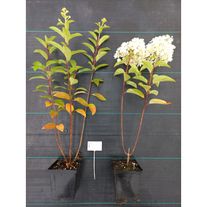 Гортензия метельчатая БоБо Р9