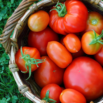 Помидоры сорта «Радость огородника»