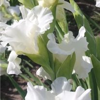 Луковицы гладиолуса "Белоснежка" (белый) 2,5-3 см