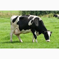 Корова Симментальская