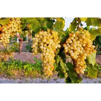 Виноград "Киш-Миш"