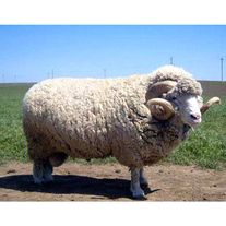Мелкий рогатый скот - Бараны Мериносы
