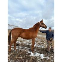 Мерин Буденновской породы