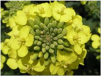 Семена рапса озимого "Элвис"