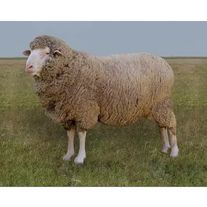 Мелкий рогатый скот - Овцы