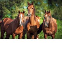 Лошади, порода Русская, 2023 года