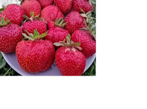 Клубника "Джоли"