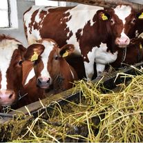 Корова Красная пестрая