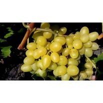 2-х летний саженец винограда "Аркадия"