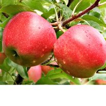 Яблоки "Гала"